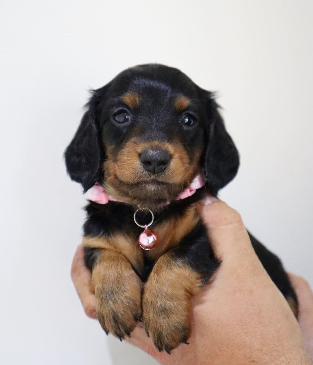 buy dachshund puppies online