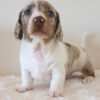 Marley white dapple dachshund