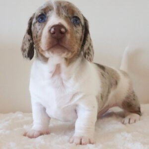 Marley white dapple dachshund