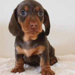 smooth short haired dachshund Lowe