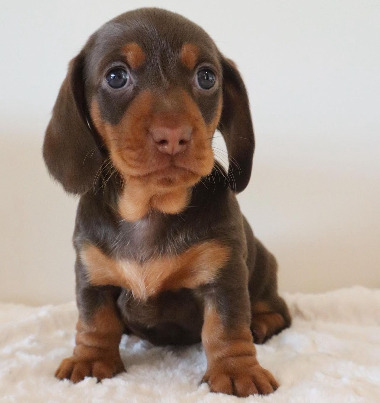 smooth short haired dachshund Lowe