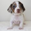 dapple dachshund white Fern