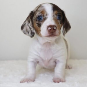 dapple dachshund white Fern