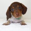 Cheap dachshund Jasper