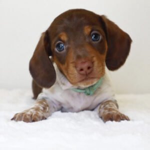 Cheap dachshund Jasper