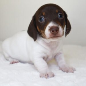 buy dachshund Petal