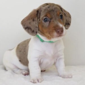 cute dachshund Frankie