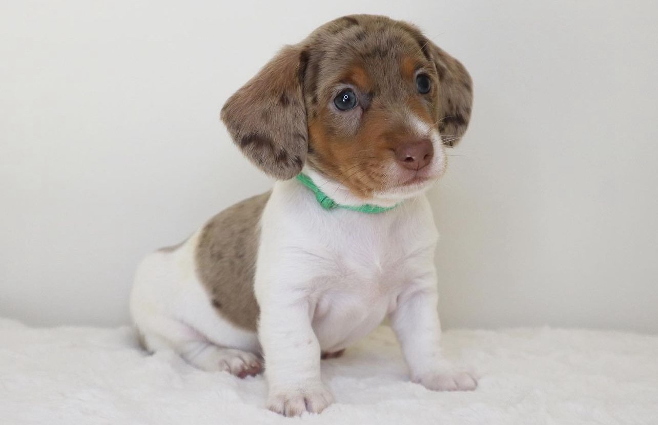 cute dachshund Frankie
