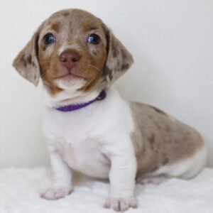 Akc dachshund Opal