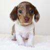 cutest dachshund Pearl