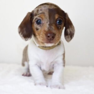 cutest dachshund Pearl