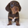 rehome dachshund Raven
