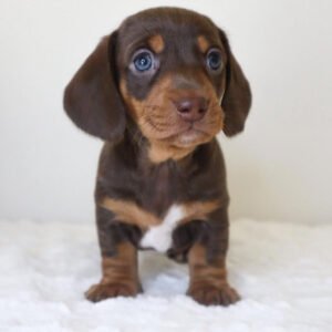 rehome dachshund Raven