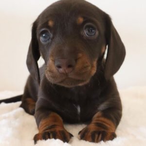 dachshund for adoption Lilly