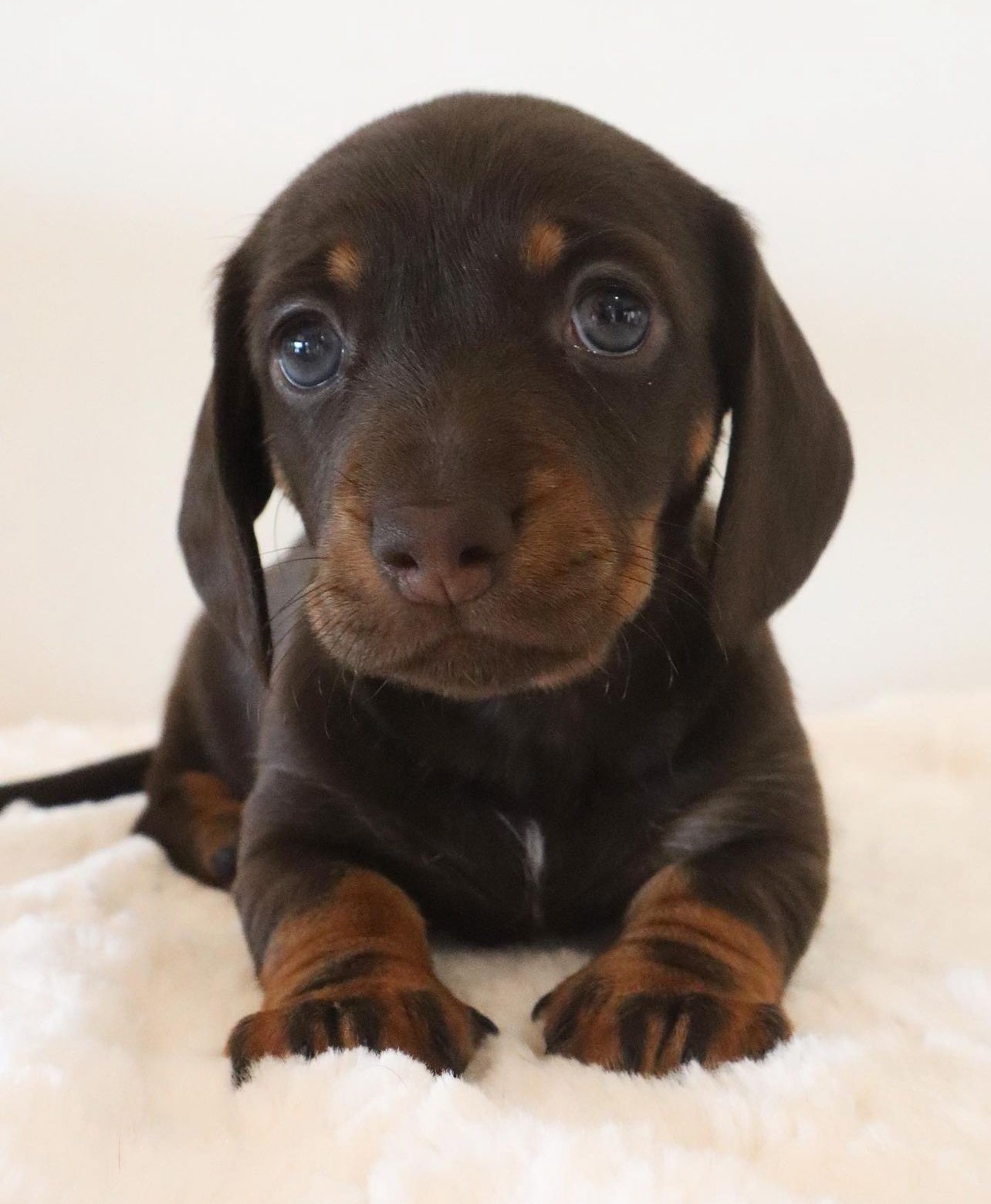 dachshund for adoption Lilly