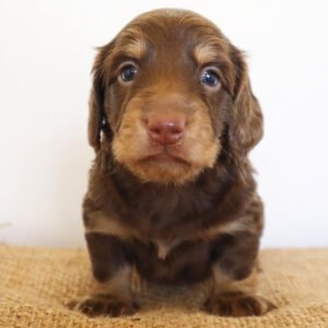 lovely dachshund Ben