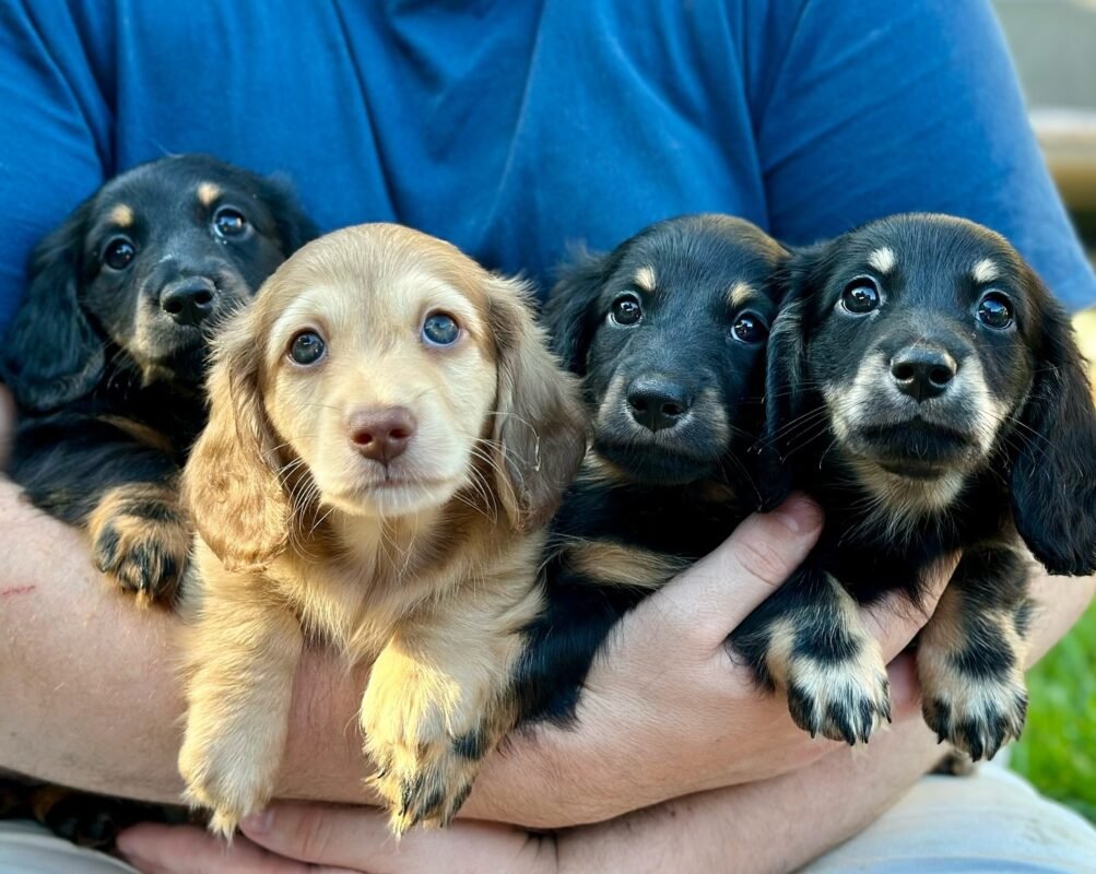 about dachshund home