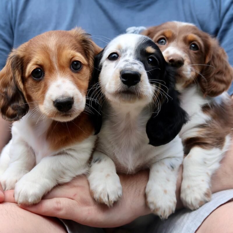 about Dachshund Home