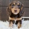 Dora Long hair dachshund puppy