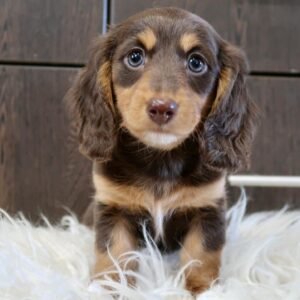 Dora Long hair dachshund puppy